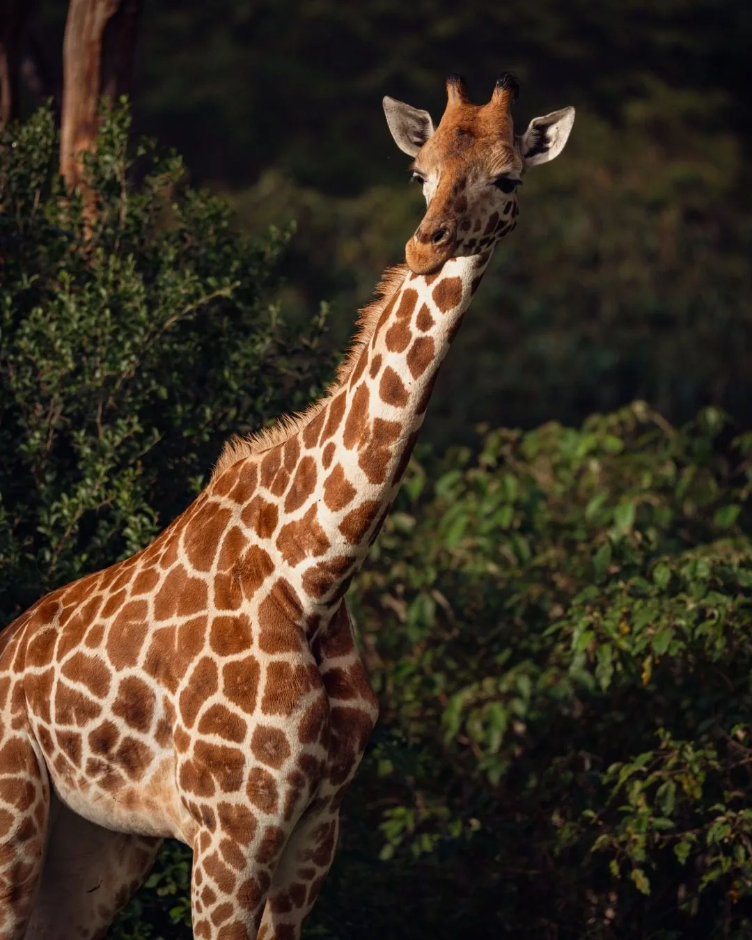 Nairobi Conservation and Culture Journey