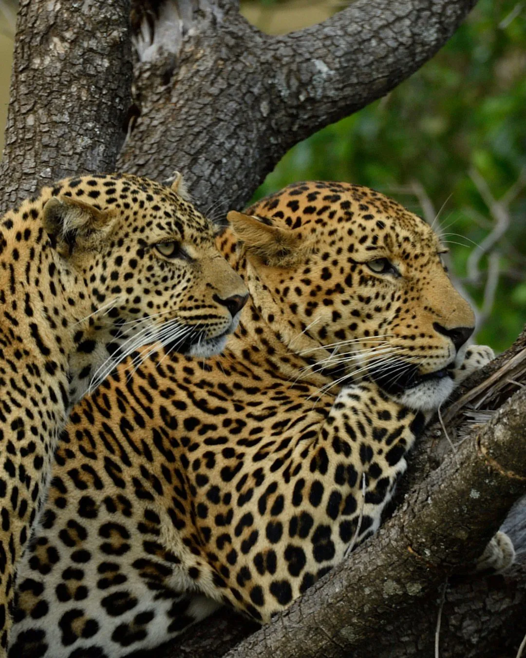 Signature Photography Safari