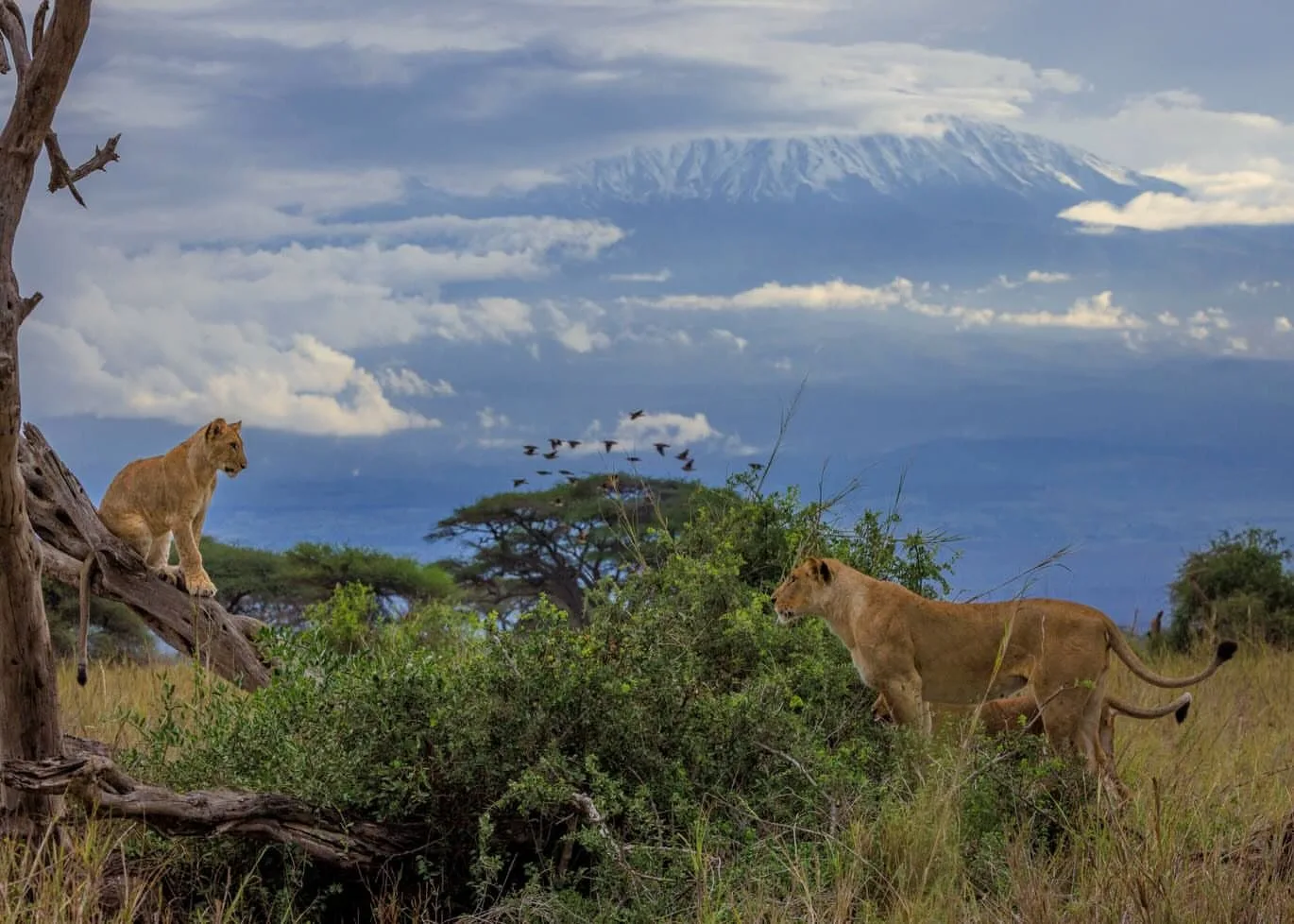 Begin your safari journey