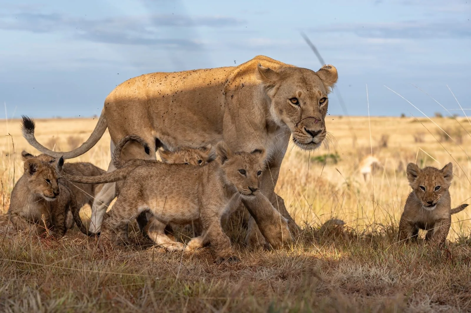 The Golden Hour Safari in Kenya highlights