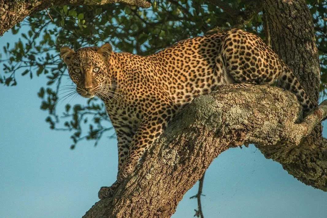 Masai Mara Private Safari