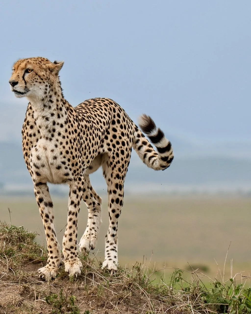 Masai Mara Private Safari itinerary