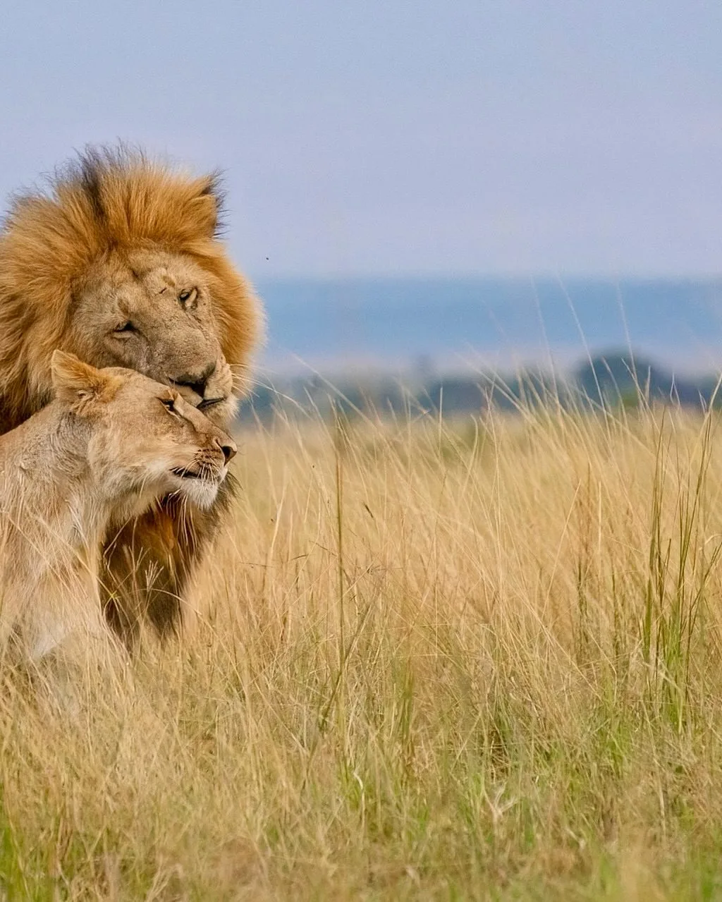 Begin your safari journey