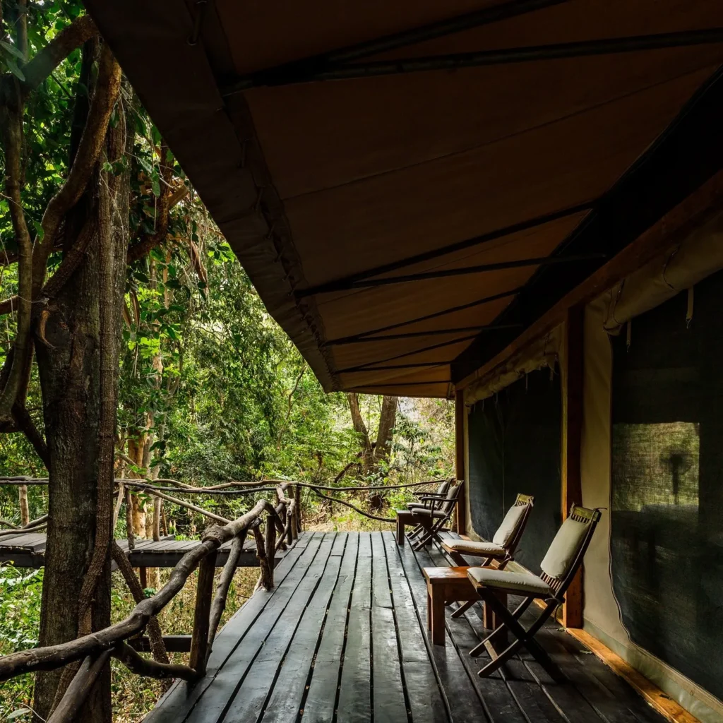 Begin your safari journey