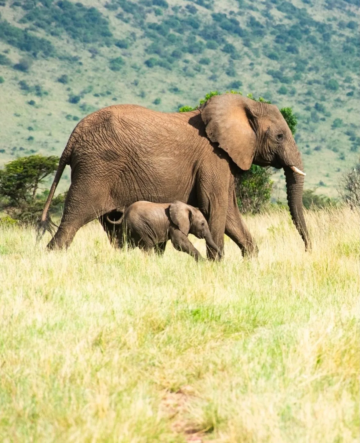 Private game drives in Nairobi National Park