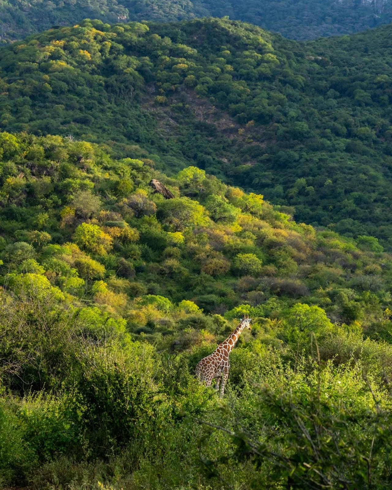 Northern Kenya and Samburu Wilderness