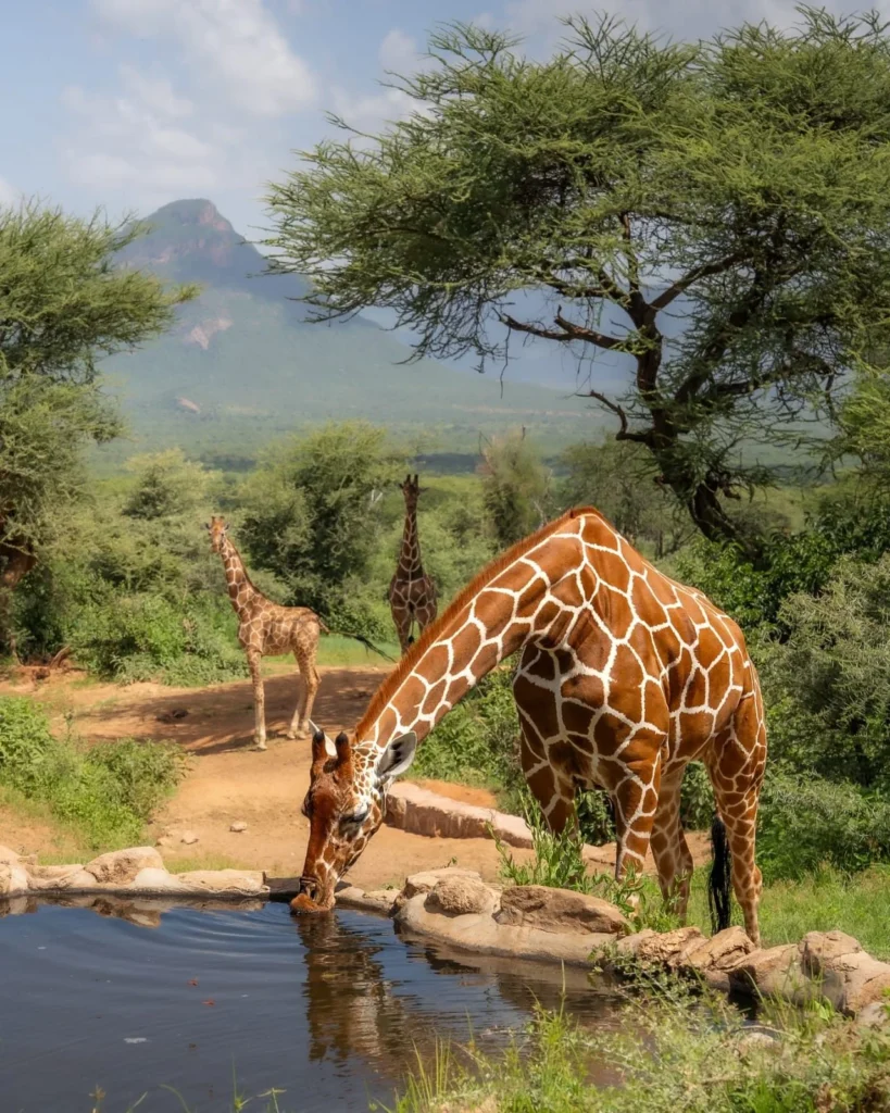 Kenya safari journeys