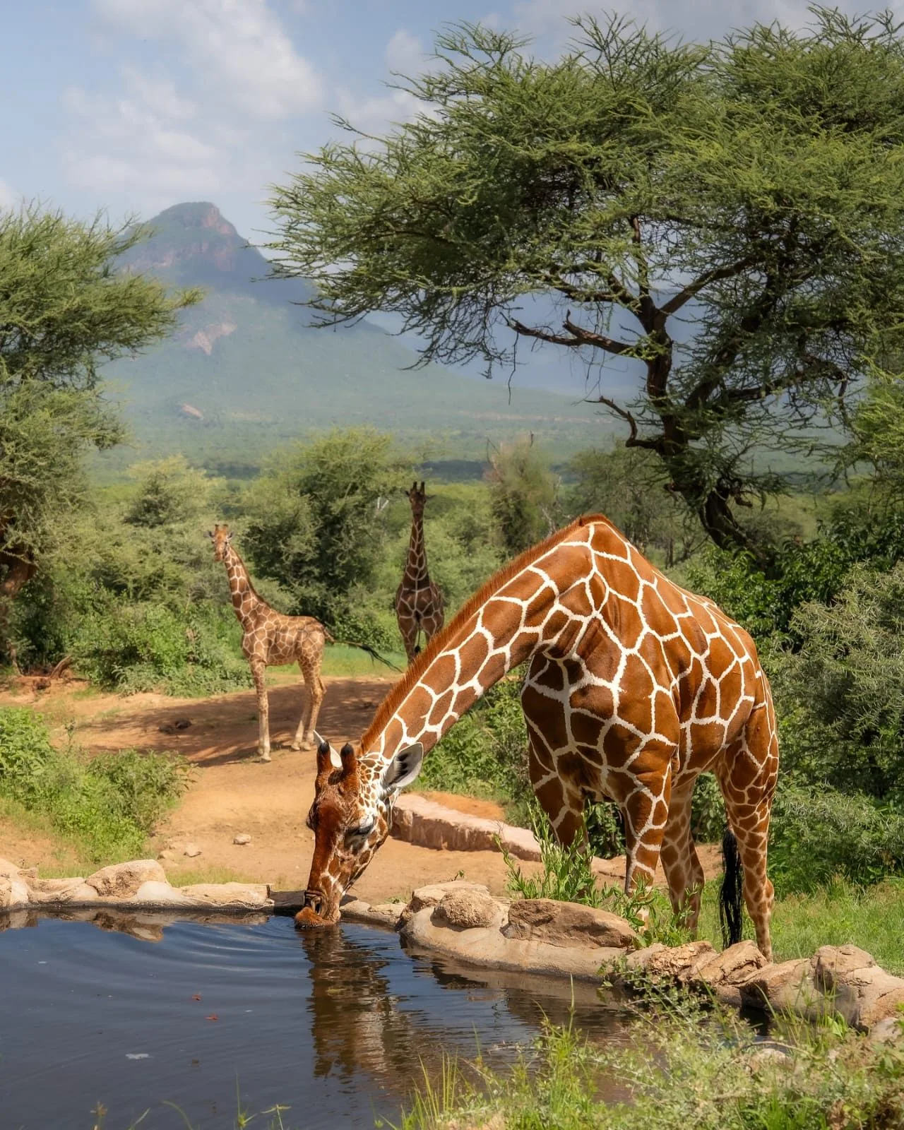 Kenya safari journeys