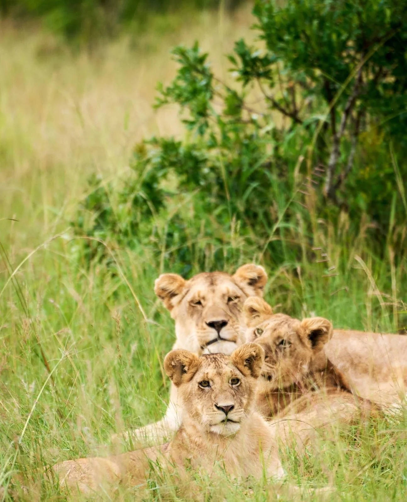 Masai Mara
