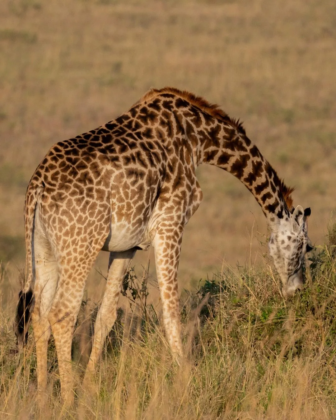 Signature Photography Safari