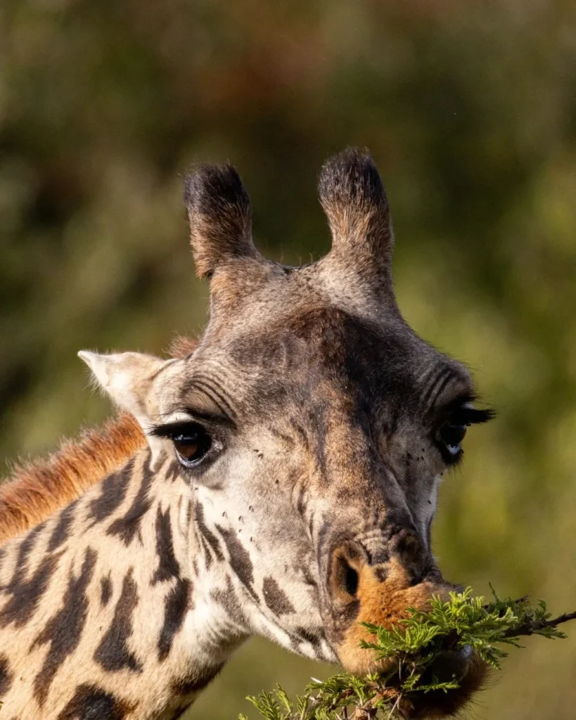 Signature Photography Safari itinerary