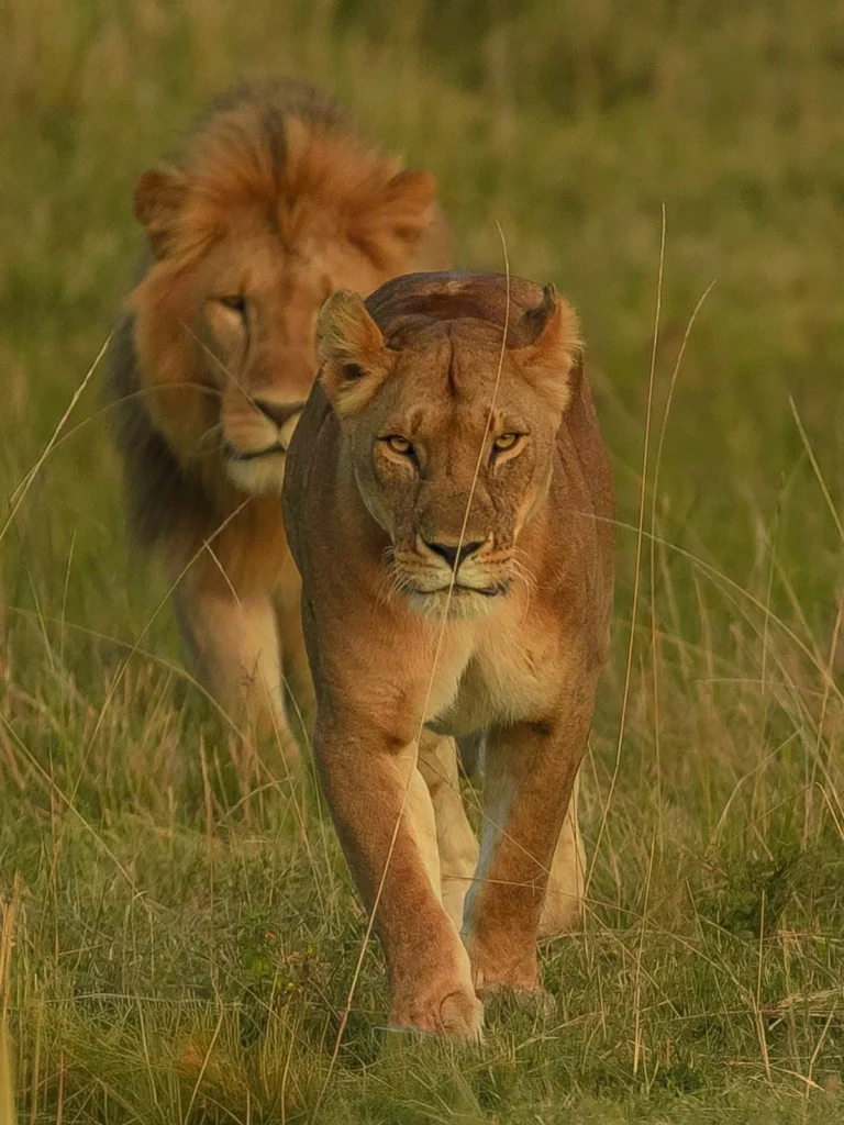 The Ultimate Birding Safari