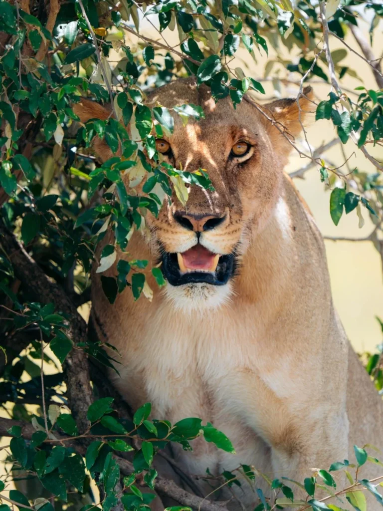 The Ultimate Birding Safari itinerary