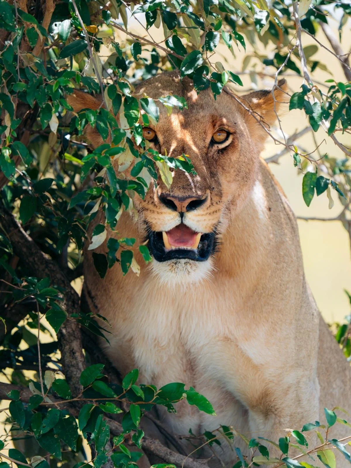 The Ultimate Birding Safari itinerary