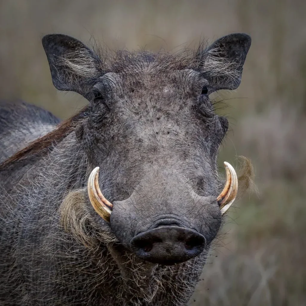 Ultimate Great Migration Safari highlights
